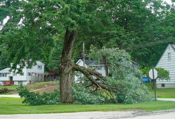 Best Arborist Consultation Services  in Saucier, MS